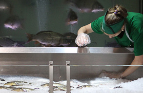 Рыбный день. Российский бизнес обсудит проблемы рынка рыбы